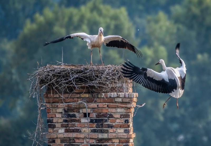 Professional Chimney Animal Removal Services in Hialeah, Florida